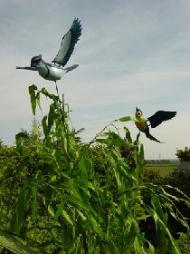 ... hier die Vögel ....